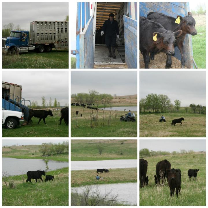 Unloading Cows-Collins Family Farms
